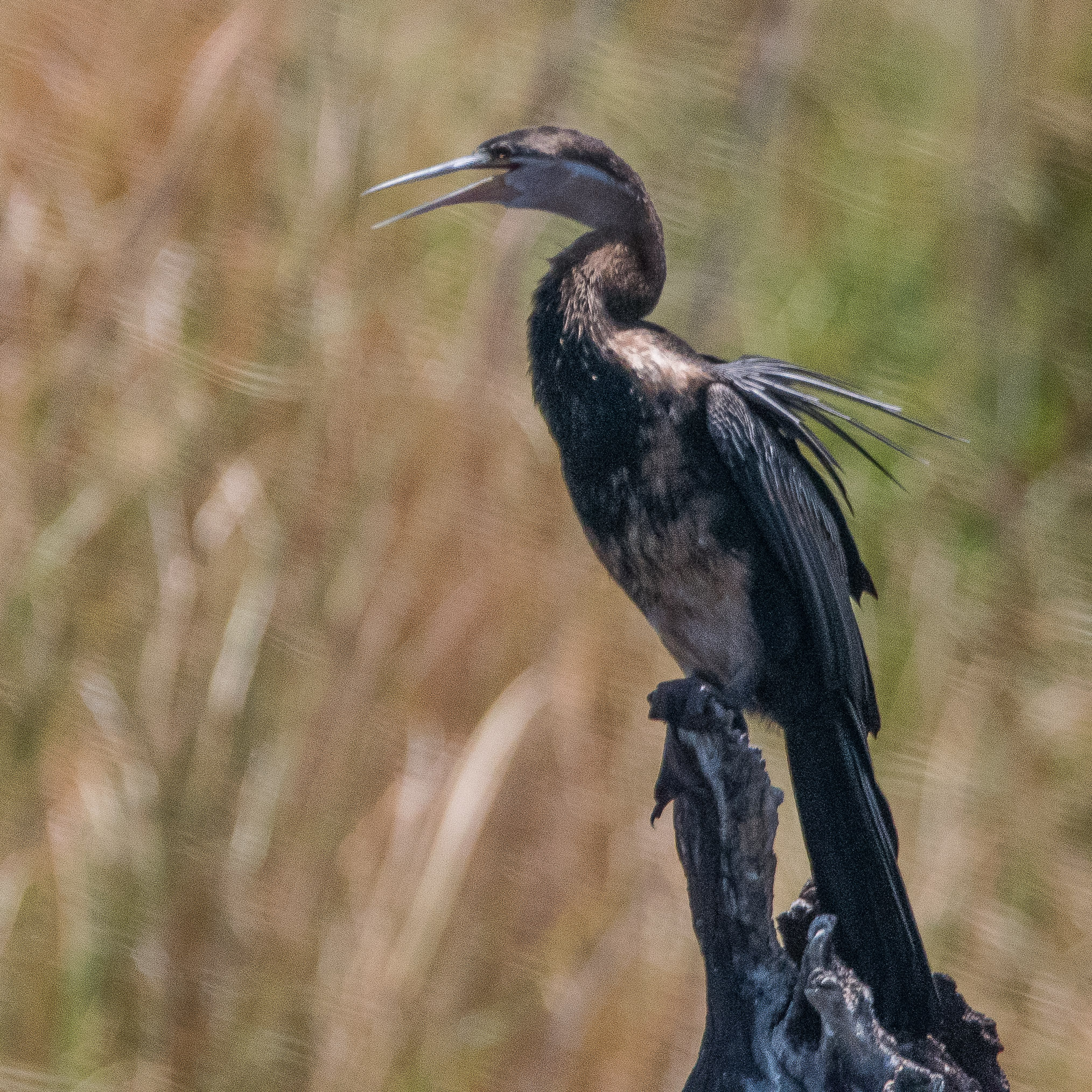 Anhinga d'Afrique (African darter, Anhinga rufa), mâle nuptial, rivière Chobe, Chobe National Park, Botswana.